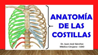 🥇 Anatomía de las COSTILLAS Rápida Fácil y Sencilla [upl. by Anyk]