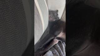 Dream baby dream canecorso italianmastiff puppy puppynap bigdreams love thatface goodlife [upl. by Magnuson]