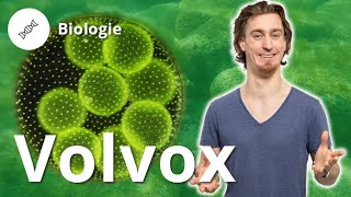 Volvox Aufbau Fortpflanzung und die erste Leiche – Biologie  Duden Learnattack [upl. by Eng]