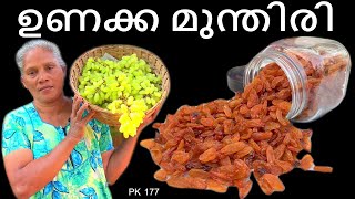 ഉണക്ക മുന്തിരി ലാഭകരമായി വീട്ടിൽ ഉണ്ടാക്കാം  How to make Dry Grape in Home  Raisins made Easily [upl. by Whitaker]