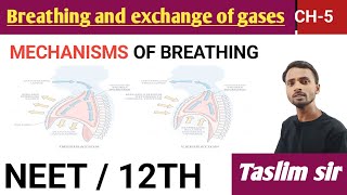 mechanisms of breathing  breathing and exchange of gases class 12th [upl. by Siegel]