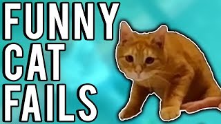 Funny Cat Fails June 2017  A Fail Compilation by FailUnited [upl. by Hedveh]