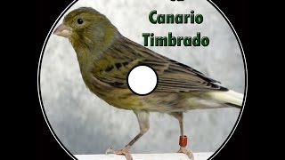 Canto canario timbrado español [upl. by Nosyla]