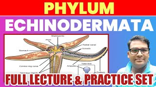 Phylum Echinodermata full lecture  Echinodermata one shot lecture  Echinodermatamcq tgtpgt2023 [upl. by Dianna651]