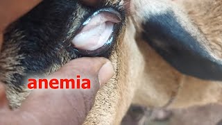 blood sucking parasite haemonchusin sheep amp goat flock severe lossvet treatment optionprevention [upl. by Fonville665]