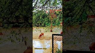 short videozoo cheetal Hiranrhemant VlogsHIRAN [upl. by Porcia864]