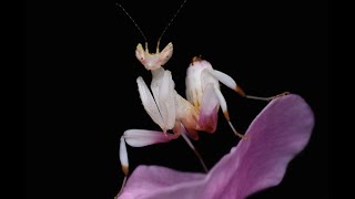 Orchid Mantis hunting [upl. by Oak]