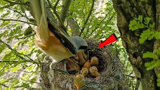 Longtailed shrike bird took something from the nest birdswithme107 [upl. by Chico]