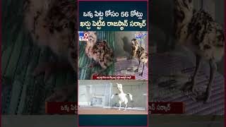 iSmart News  ఒక్క పిట్ట కోసం 56 కోట్లు ఖర్చు పెట్టిన రాజస్థాన్ సర్కార్  TV9 [upl. by Nyraf]