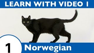 Learn Norwegian with Video  Learning Norwegian Vocabulary for Common Animals Is a Walk in the Park [upl. by Cullie]