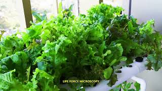 HYDROPONIC FARMING AT HOME 108 PODS for lettuce in 4K [upl. by Camus106]