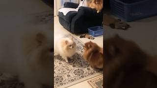 Pomeranian playing compilation funny moments [upl. by Ayaj985]