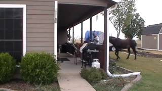 Scaring a Horse to Help Trapped Fear Horse Scared amp Dangerous Trailer Loading amp Sacking Out Horse [upl. by Jewell55]