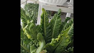 Beautiful Asplenium Nortsshorts [upl. by Monetta]