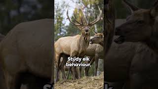 Elk Stalking 101 A Beginners Guide [upl. by Zoeller]