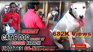 Sunday Cats amp Dog Market Saddar Karachi 4112018 Jamshed Asmi Informative Channel In Urduhindi [upl. by Huberman]