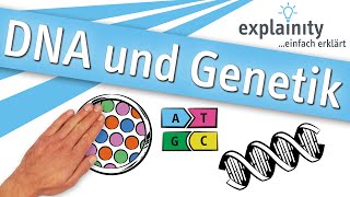 DNA und Genetik einfach erklärt explainity® Erklärvideo [upl. by Rammaj]