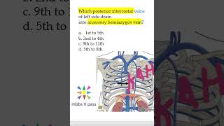 Anatomy Thorax 254 Accessory hemiAzygos vein mcq viva [upl. by Alitha]