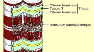 HISTOLOGIE Tissu musculaire [upl. by Aramoj]