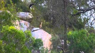 Klipspringer versus Eagle [upl. by Yelloh72]