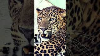 tendua 🐆 Panther lionsagfai wildanimals [upl. by Nuhsed]