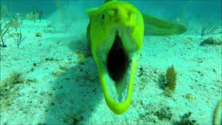 The Green Moray Eel [upl. by Oek181]