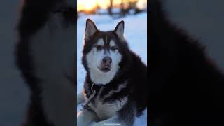 Singing Husky  7 Howls for First Snow [upl. by Nbi533]