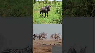 The Worlds Largest Mammal Migration Serengeti Wildebeest Migration [upl. by Silloh]