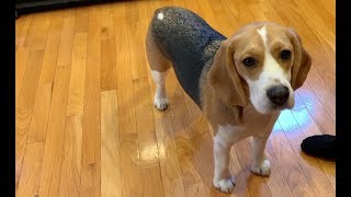 Three tips on how to train your beagle [upl. by Sidonia]