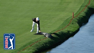 Cody Gribbles alligator encounter at Arnold Palmer Invitational [upl. by Lertnahs]