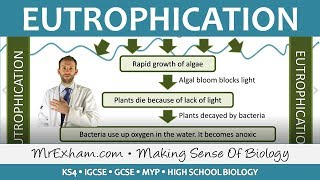 Pollution  Eutrophication  GCSE Biology 91 [upl. by Renrew]