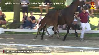 Lot 16 v Va Bene  Sir Donnerhall I [upl. by Dragone360]