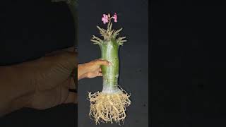 Long caudex on proses adeniumlongcaudex bonsaiadenium 081915543443 [upl. by Ahtnammas]