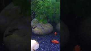 Platy and home raised mollys relief fishaquarium shortvideos fishbowl youtubeshorts [upl. by Lorie]