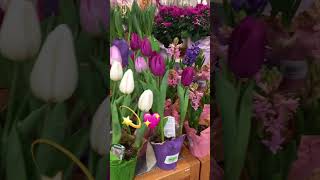 Colorful 😍🥰 tulips at sobeys canada  Beautiful multicolor flowers tulips 🌷 pots tulips sobeys [upl. by Nirej370]