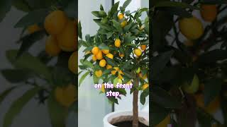 Plant Cumquat Calamondi For Beauty and Delicious Fruit [upl. by Aikas]