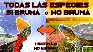 COMO SABER SI MI TORTUGA BRUMA O NO BRUMA [upl. by Hardner957]