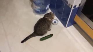 Funny cats scared of cucumbers  cat vs cucumber compilation [upl. by Gregor]