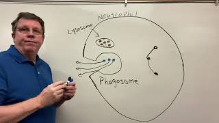 Phagocytosis Neutrophils amp Macrophages [upl. by Horatio]