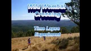 Wild Wombat Crossing [upl. by Aan]