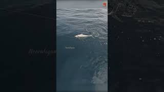 Catching Diamond Trevally Using Prawn Baits fishing fishingvideo fishingtime [upl. by Rahcir]