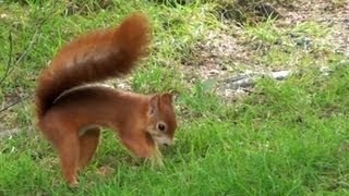 Red Squirrel [upl. by Iver]