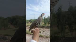 Chakor Ki Awaaz birds chakor partridgesound [upl. by Assenov]