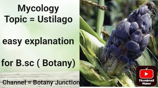 Topic  Ustilago for bsc Botany Msc Botany Mycology unit [upl. by Kruse833]