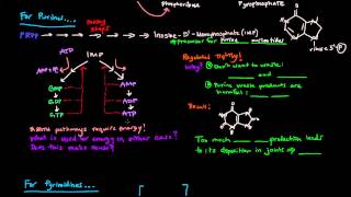 Purine and Pyrimidine Nucleotide Biosynthesis [upl. by Yerfej228]