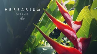 Heliconia bihai Arawak  Lobster Claw [upl. by Kata]