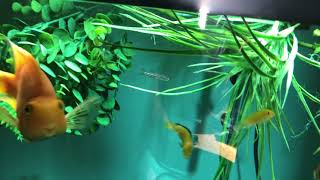 Yellow lab with angelfish cichlid [upl. by Horowitz]