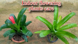 Master the Art of Bromeliad Plant Care in Hindi [upl. by Monroy971]