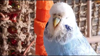 9 hours of budgie sounds for pet parakeets to make them happy [upl. by Tybie]