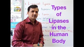 Types of Lipases in the Human Body [upl. by Cozza]